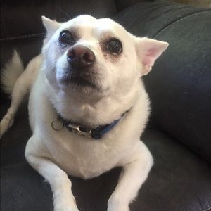 Meet your Posher, Dylan